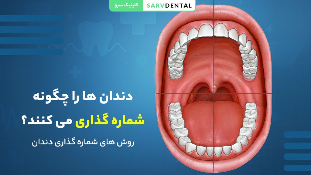 دندان‌ها را چگونه شماره گذاری می‌کنند