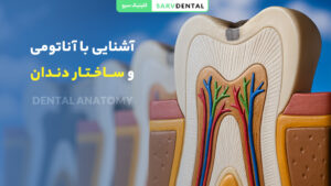 آناتومی و ساختار دندان انسان چگونه است؟